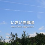 畑の空